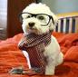 Spiffy dog